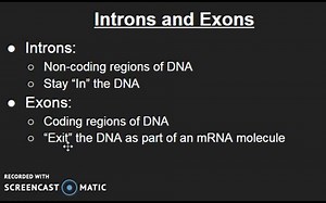 内含子和外显子（Introns and Exons）
