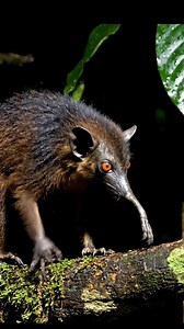 702K views · 6.7K reactions | Conoce el aye aye #fblifestyle | Investigación con Andres | Facebook