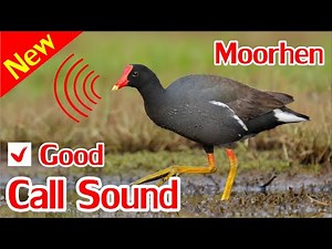 Moorhen Sounds, Swamp Hen Sound Mp3.