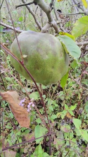 Do THIS to grow GIANT cherimoyas! 🍈✂️ #plants #fruit #fruits