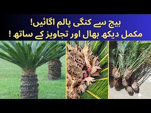 How🤷🏻to Harvest🪻Sago Palm🌲Pups🪴| Propagation🌱of Cycas Plant🌵| How to Propagate Sago Plant🌴!