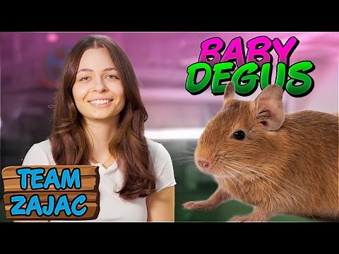 DEGU NACHWUCHS 😍 | Zoo Zajac