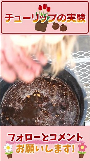 Upside-down tulip experiment by Gardening Channel #Gardening #Gardening #Beginner