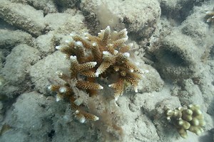 marine-biologists-scramble-for-solutions-to-prevent-coral-from-dying ...