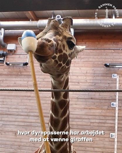 En giraf flyver fra reden 🦒🕊️ For at gøre ham flyvefærdig har dyrepasserne i månedsvis trænet med ham, så transporten forløb så stressfrit som muligt. Det betyder, at han helt selv kunne gå ind i den specialbyggede giraf-trailer, der skulle fragte ham til Stuttgart Zoo. 🚛 Her skal han på en vigtig mission for at styrke den europæiske girafbestand, som desværre ikke har det for godt. I mange år er der nemlig ikke blevet født nok giraffer til at få det store genetiske puslespil til at gå op i d