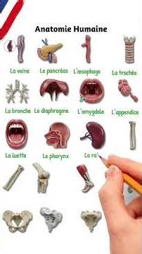 ANATOMIE HUMAINE: Apprends les Organes du corps humains #science #anatomy #education #