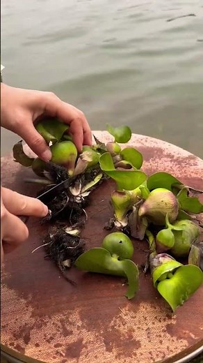 cutting duckweed for fish #satisfying #farming #easyfarming #garden