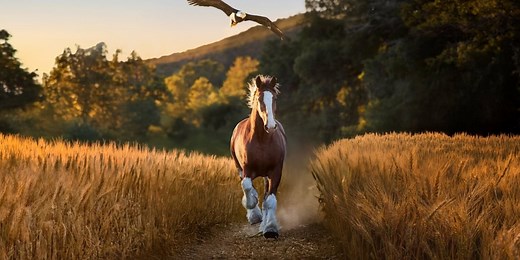 Budweiser Clydesdale, bald eagle featured in this year’s Super Bowl commercial: Watch it here