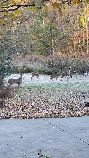 69 reactions · 18 comments | Morning Traffic Jam at the Hoffman’s Hidden Hollow, Deer Edition 歷 When you think it’s quiet outside… and realize you’re hosting the neighborhood deer meeting. | Stacy Young | Facebook