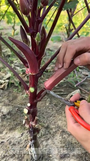 This is not pepper, it's okra! It turns out it is so good for the stomach