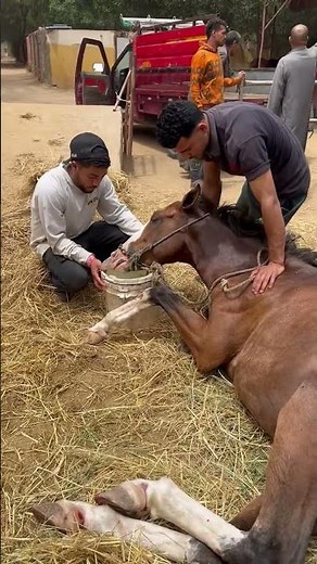Hit by a Truck in Traffic — This Horse’s Brain Damage Was Beyond Saving #horse #rescueheroes