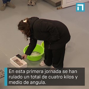 🐟⚓️💶Precio récord de la angula en la subasta realizada en L'Arena. #Angula #Asturias #Precio #Récord | Radiotelevisión del Principado de Asturias