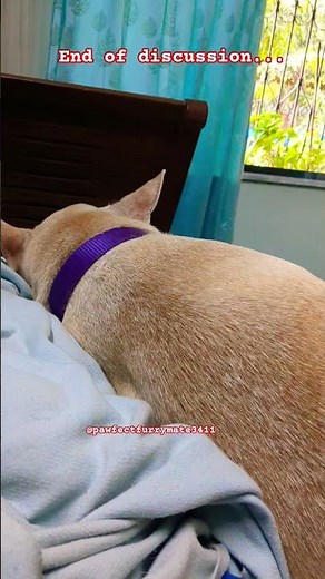 Pet's With Attitude 😯 #funnyshorts #pets #youtubeshorts #dogshorts #shorts