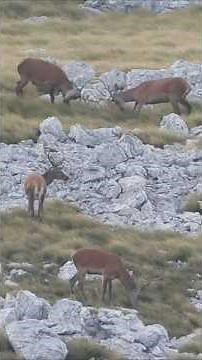 “The roar of the red stag 🔥 An unforgettable hunt captured on film. Full video dropping soon🦌🎯”
