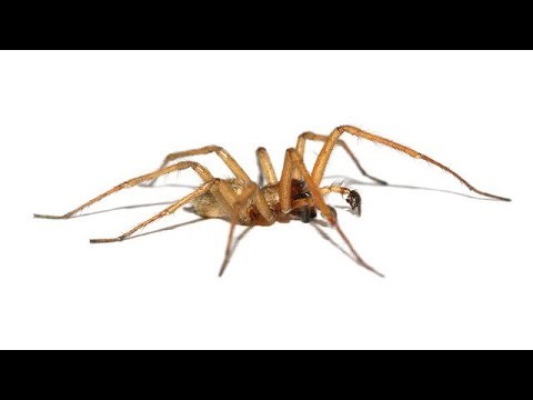 What is the Personality of a Hobo Spider?🕷️