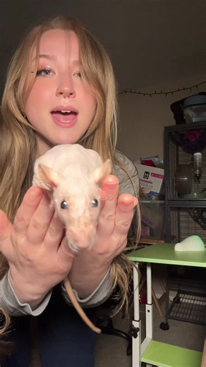Larry didn’t stay on her mark unfortunately so please imagine the lyrics say “baby on my thigh” #xyzbca #rats #cute #pet #animals