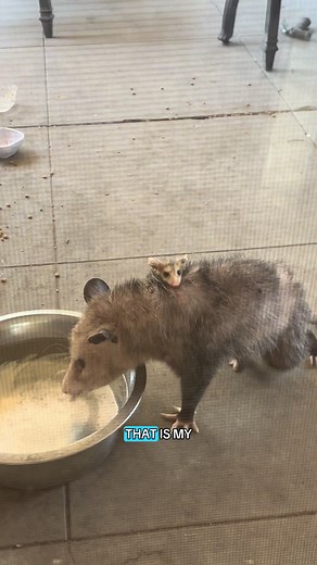 Baby Possum Spotted Under My Backyard Deck