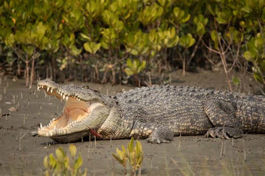 The Most Massive Saltwater Crocodile Ever Measured