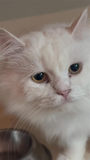 Sandro Meowrcos 🙀🙀🙀 | Congressman Kiko Barzaga