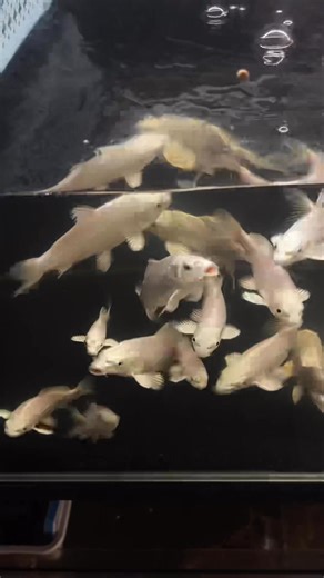 Hoàng Cat's on Reels