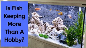 Fish Keeping Is More Than A Hobby | Fish Keeping Is A Way Of Life