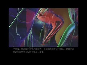 女性の生殖器系の仕組みと働き | MSDマニュアル家庭版