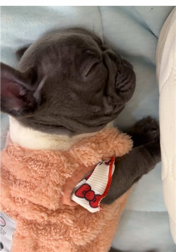 Understanding French Bulldog Behavior