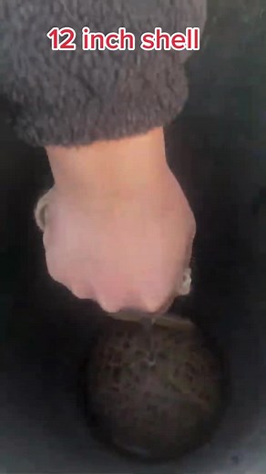 #12#inch shell ##rotterdam #foryou #voorjou #fypsounds #fypシ #fypシ゚viral