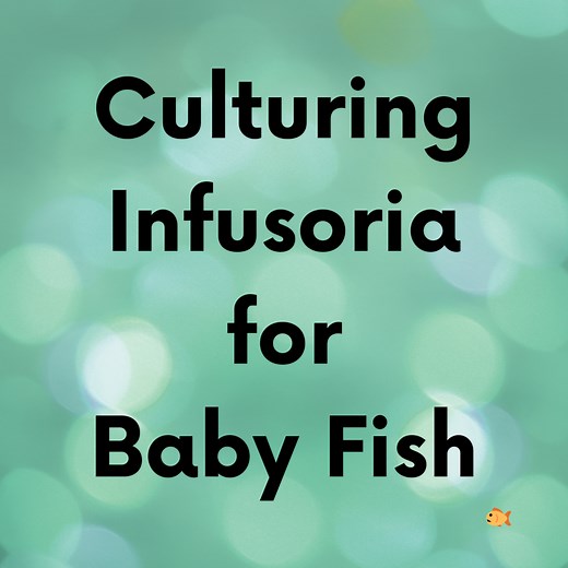 How to Make Infusoria for Fry (Baby Fish)