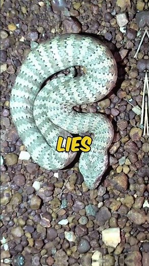 The Death Adder: The Fastest-Striking Snake in the World#Death Adder#Fastest striking snake