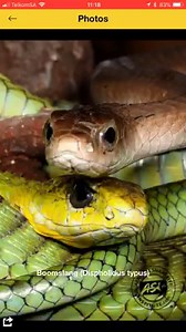 935 reactions · 896 shares | Install our app to learn about snakes and first aid for snakebite, find trained snake removers in your area, browse our free resources, and more. | African Snakebite Institute | Facebook