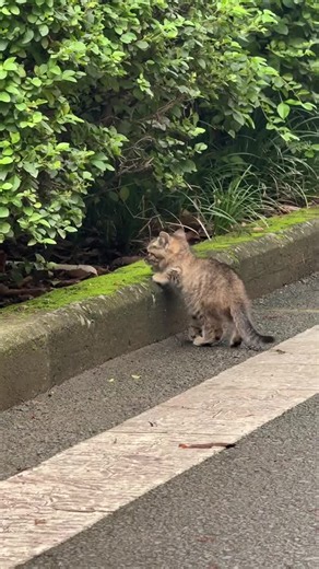 野良猫を家に迎える方法：必要な手続きと注意点
