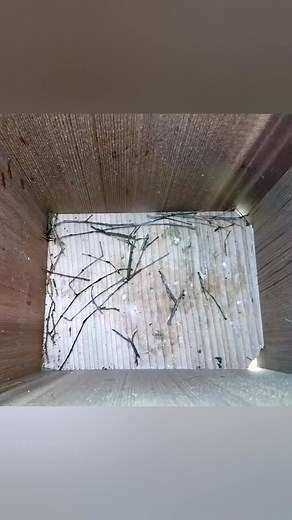 13K views · 638 reactions | Eastern Bluebird builds spectacular nest  | Nest Box Live USA | Facebook