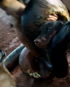 Watch the moment a dog gets rescued from the grip of an anaconda 🐍😱 | MetDaan Animals
