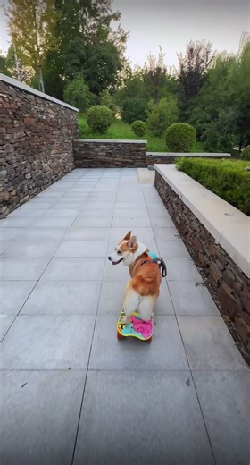 Exciting Dog Adventures: Let's Go for a Ride!