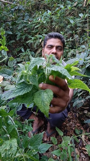 #creatorsearchinsights #tiktoknepal #viralvideo #viraltiktok #foryoupage