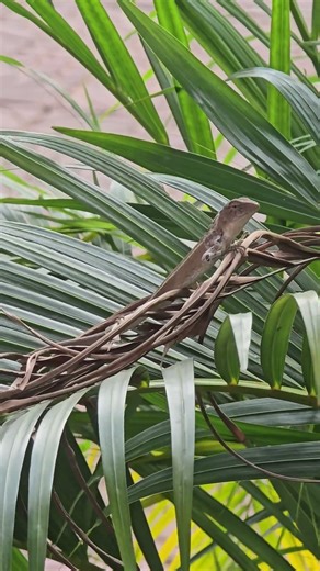 Perfectly Caught: Lizard Shedding Skin