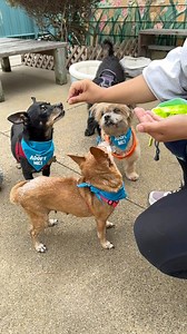Today we have a special treat for you! Slo-mo snack time with Madeline, Tessie, and Copper (with Hazel making a cameo in the background 🤭). Watch these adorable, adoptable pups light up for snacks during their backyard playtime. Their joy is contagious!Ready to bring one of these cuties home? Find more info through the Link in Bio. #AdoptDontShop #SeniorDogs #RescueDogsofInstagram #DogLover | Peace of Mind Dog Rescue