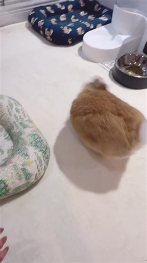 Happy eggie #bunny #rabbit #bunnylove #fypシ #fyp #rabbitsoftiktok #bunniesoftiktok #うさぎ #bunnies #rabbits #bunnyoftheday #petstiktok #petsoftiktok #pet #instabunny #cute #bunniesworldwide #lapin #bunnyrabbit #bunnylife #pet #netherlanddwarf #cutebunny #bunnyfashionwear #netherlanddwarf #netherlanddwarfbunny