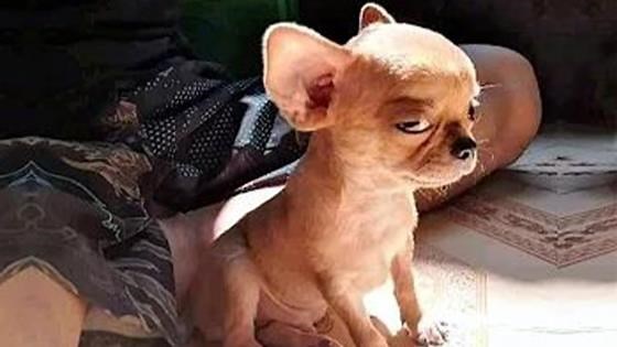 When dogs show their funniest “bad day” moments on camera
