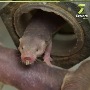 Le rat-taupe nu, un rongeur qui pourrait détenir le secret de l'immortalité. | Explore Science