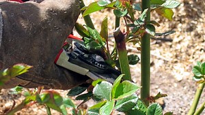 How and when to prune roses