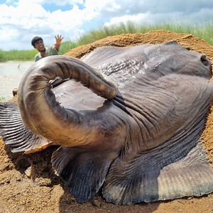 175K views · 1.2K reactions | Fisherman catching underground big alive fish by hand in river side. 2024 best fishing video #fish #video | Discovery Site | Facebook
