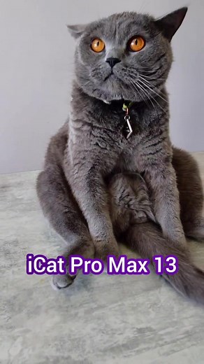 Unboxing iCat Pro Max