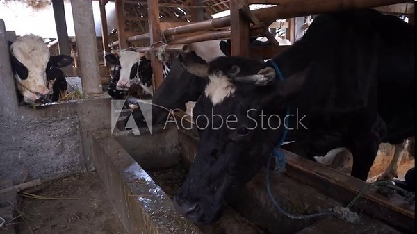 Cattle Farming in Traditional Wooden Barn with Cows Eating Grass in Rural Livestock Shelter