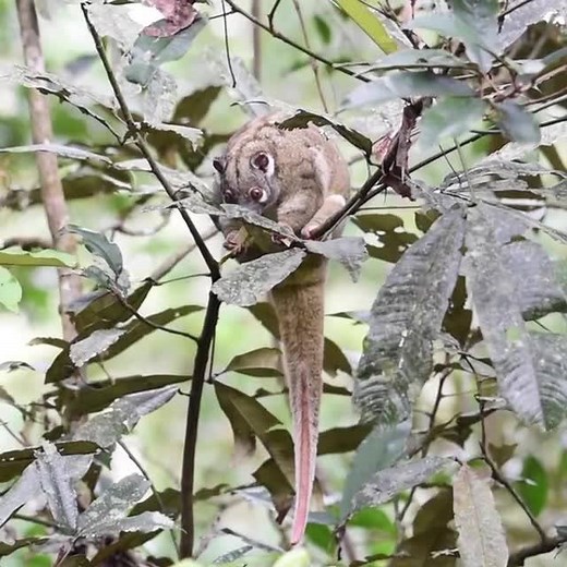 Sound on 🔈 - This is a Green ringtail possum, Pseudochirops archeri, eating the leaves of a fig tree. It’s very unusual to see these possums out and about during the day. ⠀⠀⠀⠀⠀⠀ ⠀⠀⠀⠀⠀⠀ ⠀⠀⠀⠀⠀⠀ ⠀⠀⠀⠀⠀⠀ ⠀⠀⠀⠀⠀⠀ ⠀⠀⠀⠀⠀⠀ Clip by @shaenechwatal Location:: Curtain Fig Tree, Yungaburra ⠀⠀⠀⠀⠀⠀ #greenringtailpossum #athertontablelands #yungaburra #travelerlife #curtainfigtree #visitqueensland #tropicalnorthqueensland #Pseudochirops #possum #exploreTNQ #travelqldaustralia #discoverperfect #seeaustralia #this