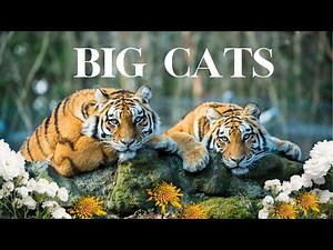 Big Cats of the Wild – Relaxing Wildlife Film with Calming Music