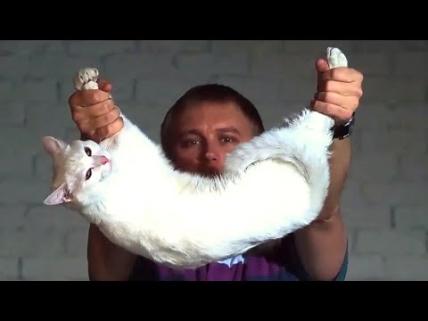 Why A Cat Always Lands On It's Feet | Slow Motion | Experiments