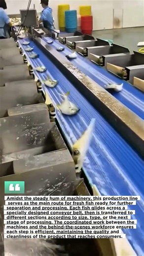 This is an automatic fish processing process.