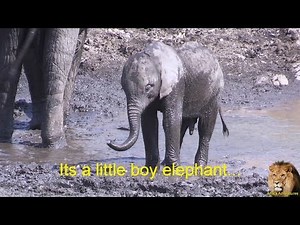 A Beautiful Cute Baby Elephant Story To Enjoy